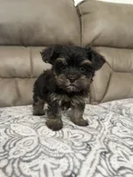 Rosco, a male Morkie for sale in Walnut, MS – 4 of 7