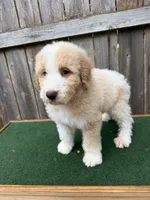 CJ, a male Bernedoodle for sale in Walnut, MS – 3 of 7