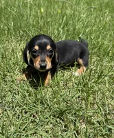 Peanut, a male Miniature Dachshund for sale in Walnut, MS – 3 of 6
