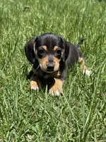 Bella, a female Miniature Dachshund for sale in Walnut, MS – 4 of 7