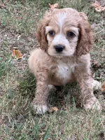 Ella, a female Cocker Spaniel for sale in Walnut, MS – 5 of 5