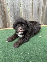 Bella, a female Schnoodle for sale in Walnut, MS – 8 of 8