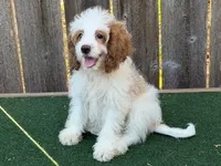Megan, a female Cockapoo for sale in Walnut, MS – 2 of 4