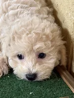 Sammy, a male Bichpoo for sale in Walnut, MS – 2 of 5