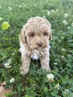 Macy, a female Miniature Goldendoodle for sale in Walnut, MS – 5 of 8