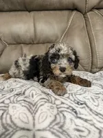 Bandit, a female Cavapoo for sale in Walnut, MS – 2 of 9