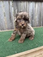 Cooper, a male Poodle - Miniature  for sale in Walnut, MS – 5 of 7