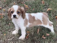 Lacy , a male Cockalier for sale in Walnut, MS – 3 of 4