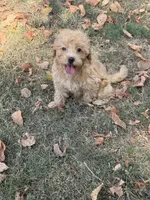 Marlee, a female Miniature Goldendoodle for sale in Walnut, MS – 2 of 5