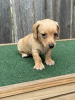 Toby, a male Miniature Dachshund for sale in Walnut, MS – 7 of 8