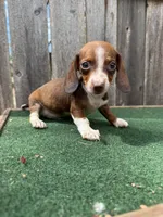 Rosco, a male Miniature Dachshund for sale in Walnut, MS – 7 of 8