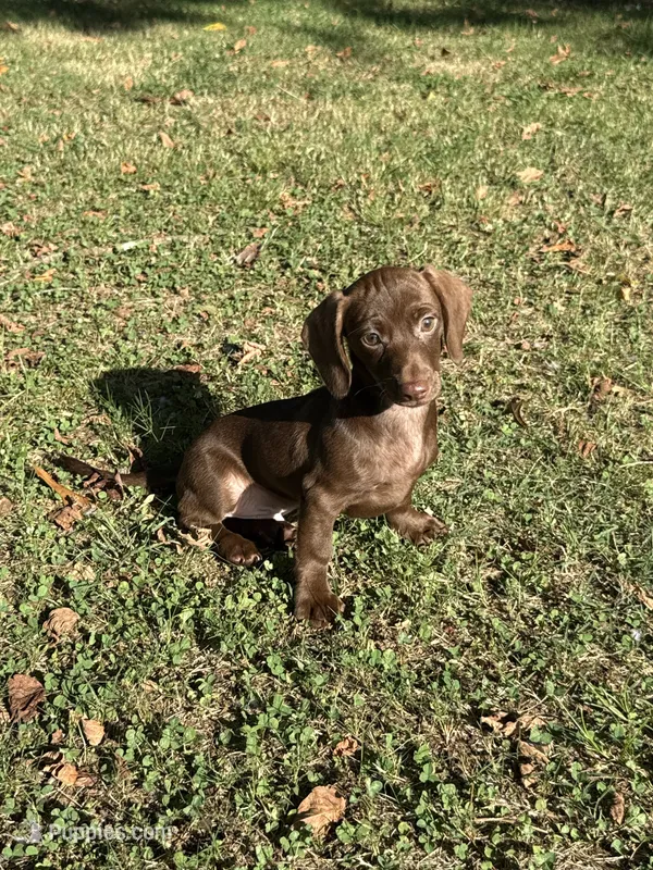 Nike  – Miniature Dachshund puppy for sale in Walnut, MS