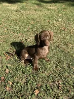 Nike , a male Miniature Dachshund for sale in Walnut, MS – 1 of 4