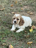 Sebastian , a male Cockalier for sale in Walnut, MS – 3 of 3