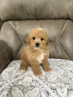 Buddy, a male Miniature Goldendoodle for sale in Walnut, MS – 4 of 8