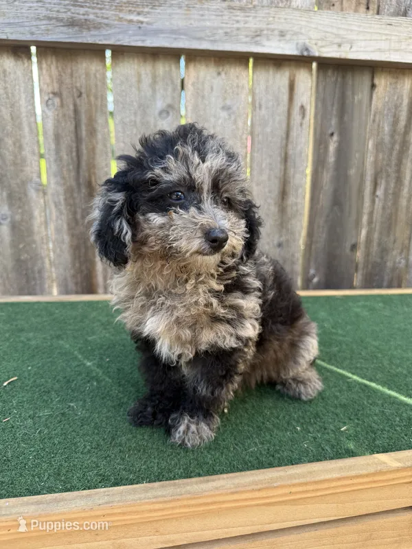 Bandit – Cavapoo puppy for sale in Walnut, MS