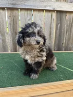 Bandit, a male Cavapoo for sale in Walnut, MS – 1 of 5