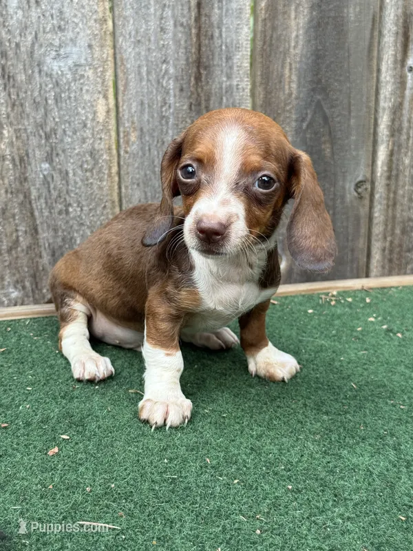 Rosco – Miniature Dachshund puppy for sale in Walnut, MS