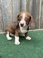 Rosco, a male Miniature Dachshund for sale in Walnut, MS – 1 of 8
