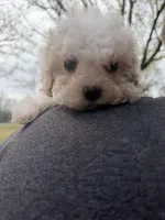 Bandit, a male Cavapoo for sale in Walnut, MS – Photo 6 of 6