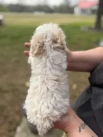 Bandit, a male Cavapoo for sale in Walnut, MS – Photo 5 of 6