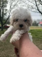 Bandit, a male Cavapoo for sale in Walnut, MS – Photo 4 of 6