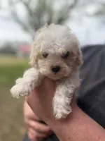 Bandit, a male Cavapoo for sale in Walnut, MS – Photo 3 of 6