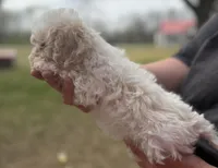 Bandit, a male Cavapoo for sale in Walnut, MS – Photo 2 of 6