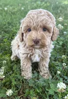 Macy, a female Miniature Goldendoodle for sale in Walnut, MS – 3 of 8