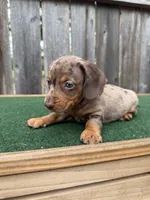 Tazz, a male Miniature Dachshund for sale in Walnut, MS – 4 of 8