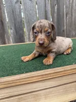 Tazz, a male Miniature Dachshund for sale in Walnut, MS – 5 of 8