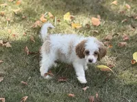 Malie, a female Cockapoo for sale in Walnut, MS – 3 of 4