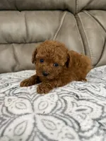 Macy, a female Poodle - Miniature  for sale in Walnut, MS – 7 of 7