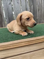 Toby, a male Miniature Dachshund for sale in Walnut, MS – 6 of 8