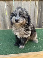 Bandit, a male Cavapoo for sale in Walnut, MS – 5 of 5