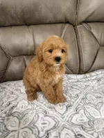 Cooper, a male Miniature Goldendoodle for sale in Walnut, MS – 8 of 8