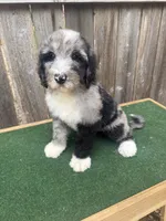 Daisey, a female Bernedoodle for sale in Walnut, MS – 8 of 8