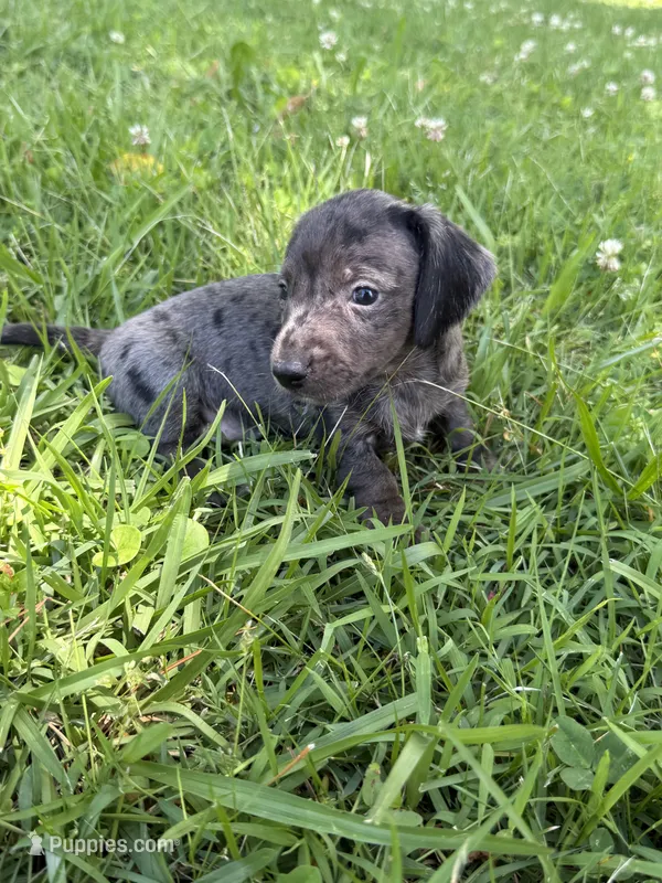 Stella – Miniature Dachshund puppy for sale in Walnut, MS