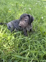 Stella, a female Miniature Dachshund for sale in Walnut, MS – 1 of 7