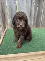 Charlie , a male Poodle - Miniature  for sale in Walnut, MS – 3 of 8