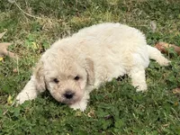 Rebel, a female Miniature Goldendoodle for sale in Walnut, MS – Photo 3 of 5