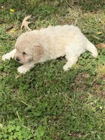 Rebel, a female Miniature Goldendoodle for sale in Walnut, MS – Photo 5 of 5