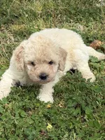 Rebel, a female Miniature Goldendoodle for sale in Walnut, MS – Photo 2 of 5