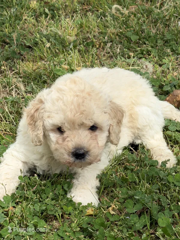 Rebel – Miniature Goldendoodle puppy for sale in Walnut, MS