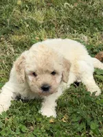 Rebel, a female Miniature Goldendoodle for sale in Walnut, MS – Photo 1 of 5