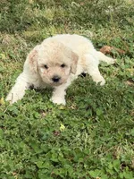 Rebel, a female Miniature Goldendoodle for sale in Walnut, MS – Photo 4 of 5