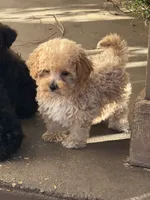 Jaxson, a male Bichpoo for sale in Walnut, MS – 2 of 6
