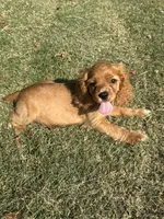 Andrew, a male Cocker Spaniel for sale in Walnut, MS – 3 of 5