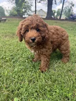 Cooper, a male Cockapoo for sale in Walnut, MS – 7 of 7