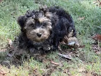Teddy , a male Yorkipoo for sale in Walnut, MS – 3 of 3